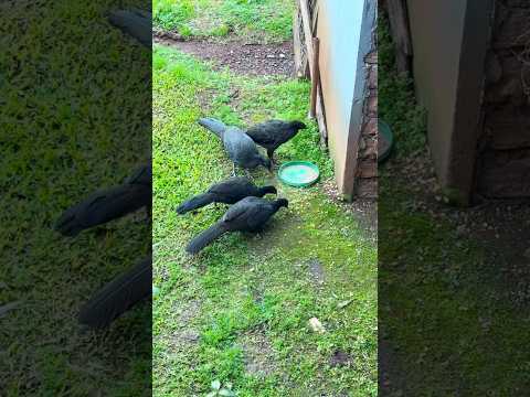 Jacu na Serra Gaúcha 🐦 Flagrei essa ave incrível no quintal!