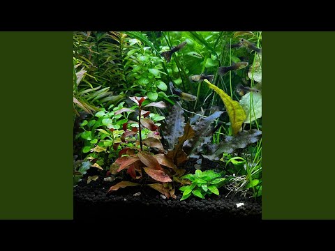 Loquitor Ad Invicem - String Quartet