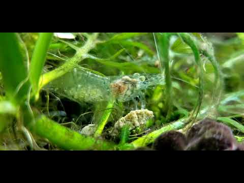 The Ghost Shrimp Chronicles: Part 3 (Pregnant Ghost Shrimp)
