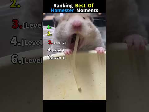 Ranking The Funniest Hamster Moments Of All Time 🐹😂