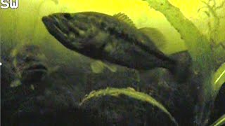 CRAZY FOOTAGE - Ice Fishing BIG BASS with UNDERWATER CAMERA | New PB!