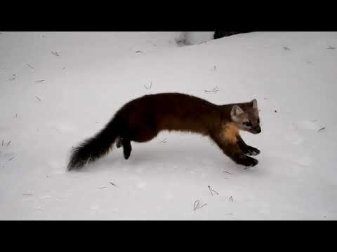 Mystery of the Shadows: The Stone Marten Unveiled