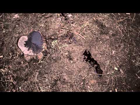 Beast: A Monster Among Men (2012) - Trailer