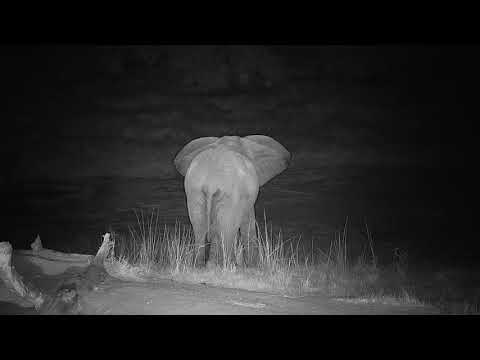 Djuma: Two Elephant bulls get a drink from the pan - 20:67 - 05/30/19