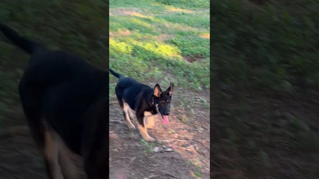 Titan, an adopted mixed breed in Middletown, CT video 5/5