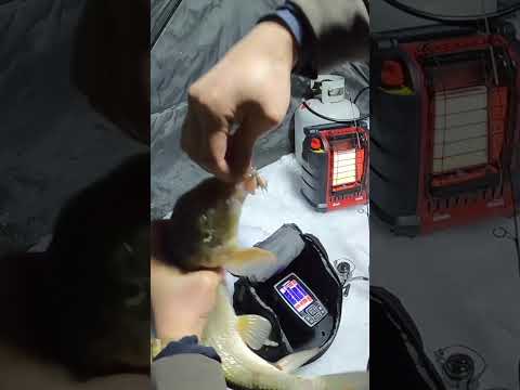 Have You Every Caught a Sucker Ice Fishing??