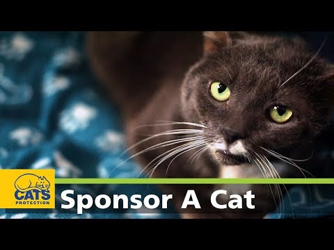 Theodore - Meet the Cats Protection Sponsor Cats series 2, episode 2
