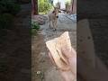 गाय को रोटी खिलाओ Gaumata Trending Viral Mahadev Shortsfeed Animals Cow 