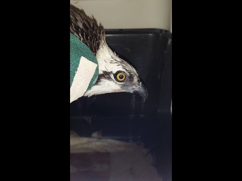 Help Heal the Osprey's wing