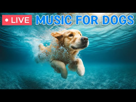 🔴 24 Hours of Dog Music🎵Soothing Music for Dogs🐶🩷Separation Anxiety Music for Dog Relaxation