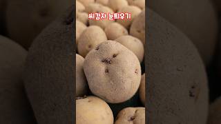 씨감자 눈틔우기 5일차 수미감자 감물감자 #shorts #자연과함께하는청정괴산 #수미감자 #감물감자