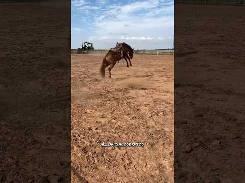 ✅ Diz que ele tá procurando um pião bom pra monta quem se abilita 😮‍💨😂? #piao#rodeio#fazenda#boi
