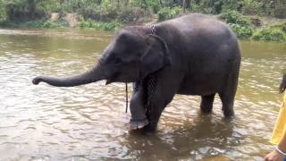 Famille Paulin tour du monde les éléphants de Chiang Mai
