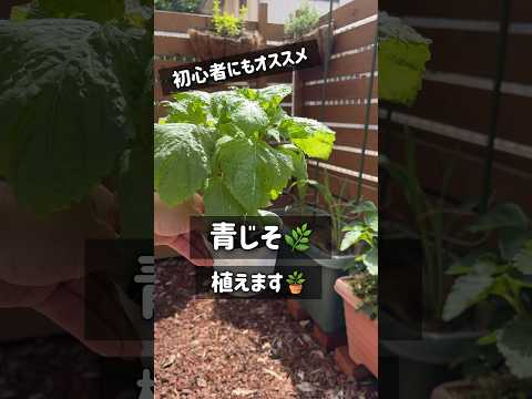 バルコニーにあるミントレモンバームのプランター