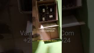 Download lagu Exporting Vanilla Beans from Tanzania 2025, Ethical Vanilla Bean farming, Best Vanilla Beans Price. mp3 Download lagu Exporting Vanilla Beans from Tanzania 2025, Ethical Vanilla Bean farming, Best Vanilla Beans Price. mp3