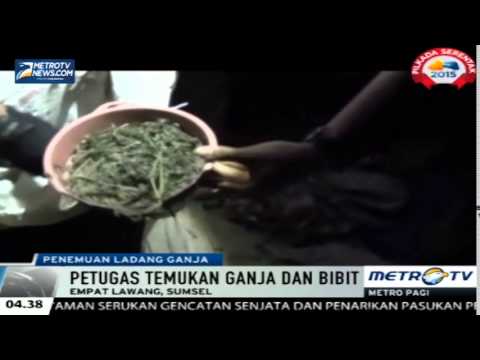Patogen perempuan Fox Penis kecil dan masalah yang