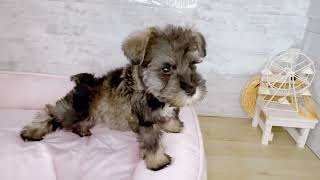 ミニチュアシュナウザーの動画01