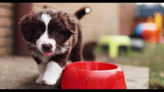 Australian Shepherd Puppies / 7 Weeks