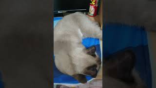 [問題/醫療] 貓咪呼吸頻率