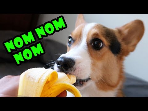 CORGI TRYING FRUIT FOR 1st Time is Very SATISFYING || Life After College: Ep. 571