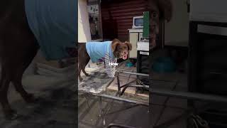 Passive Aggression In Dogs Explained! 😂
