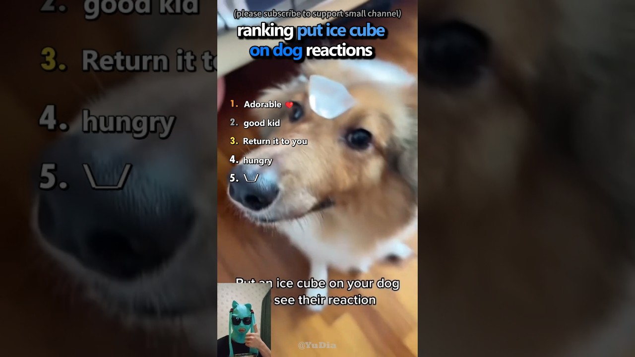 ranking put ice cubes on dog reactions