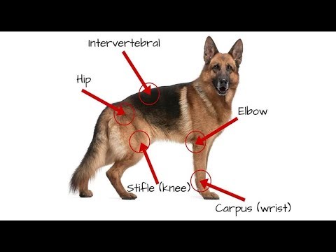 Extend Joint Care Natural Glucosamine with MSM for Dogs 2 Box