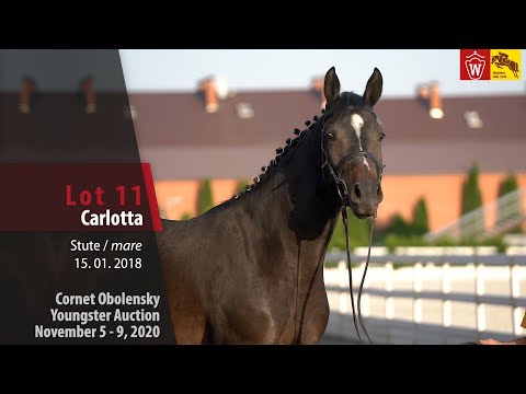 Cornet Obolensky Youngster Auction - Lot 11  Carlotta - mare by Cornet Obolensky - Canto