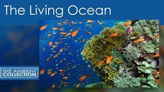 The Living Ocean Video