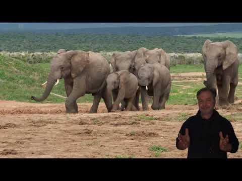 News aus Südafrika: Wichtiger Hinweis für Besucher des Addo Elephant Nationalparks