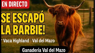 💥 ¡SE ESCAPÓ LA BARBIE! 🐂 Vaca Highland | Val del Mazo