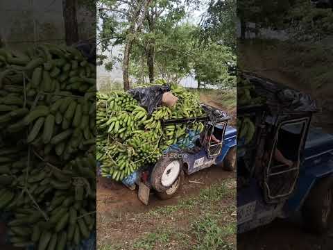 ¿Cuántos kilos crees que puede cargar un Jeep Willys por esta trocha?
