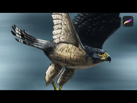 Drawing a Peregrine Falcon | Animal Artwork | Procreate