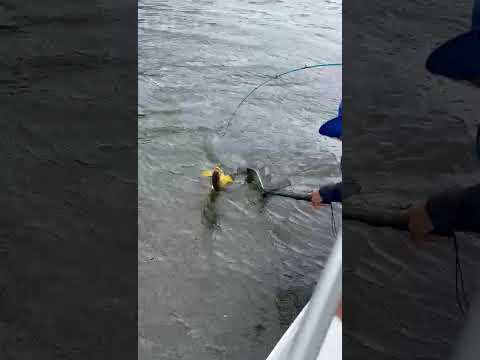 Pescaria Show ! Primeira Cruz -MA. #pescaria #fishing #pescaria #pesca #pescaesportiva