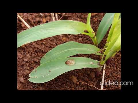 Oreru Orembo'e Katu - Canto Guarani