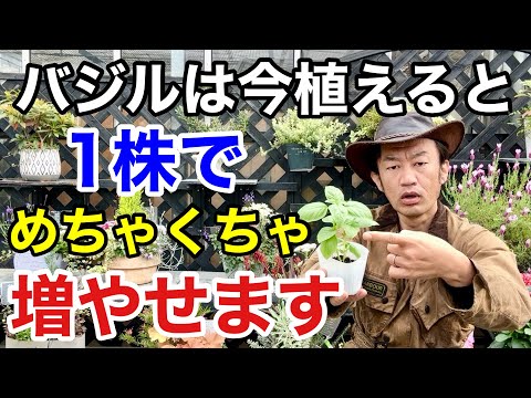 ウォーターバジル:ハーブの新鮮さを保ちます。 植物