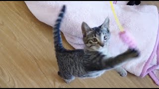 爆笑、胸キュン、子猫のジャンプ大会