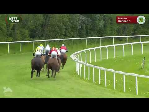 Aufgalopp Mit Freiberger