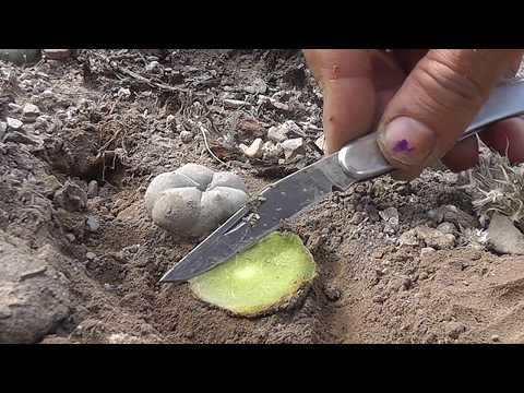 Peyote - How to cut