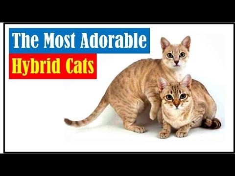 The Most Adorable Hybrid Cats