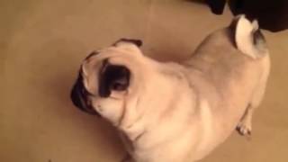 Pug severely protests bedtime