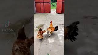 Download lagu wah ayam jantan dan ayam betina bergandengan jalan-jalan,story wa, story wa kata2 bijak,story wa mp3
