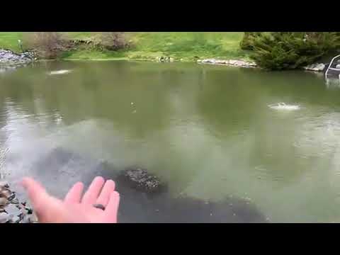 Reviving an old natural swimming pool with New England Aquatic Landscaping
