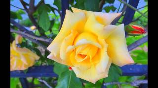 When Your Heart Is Weak  ( Cock ROBIN ).wmv