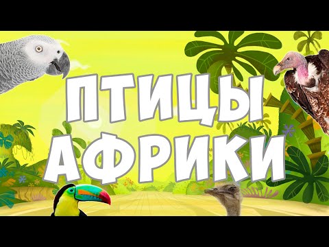 Птицы Африки|Карточки Домана|Развивающее видео для детей