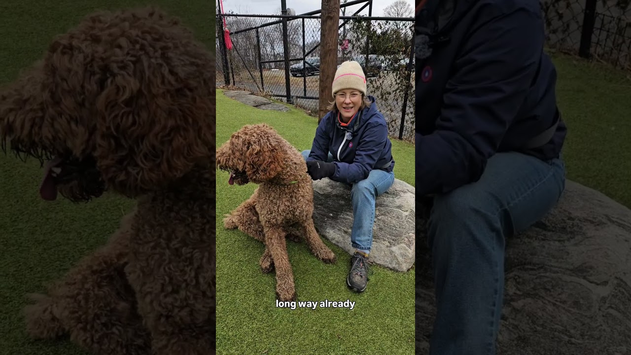 Enlarge Kobe, a ADOPTABLE Standard Poodle in Harrison, NY video 2/6