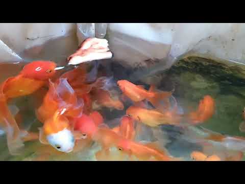 Posso dare da mangiare ai pesci il cibo che ho in casa?