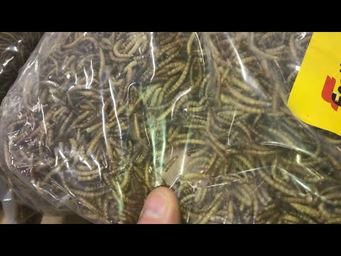 1st YouTube video about are mealworms good for chickens