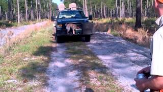 Tim the Cabin Bluff Drink Dog