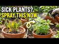 10 Ways Hydrogen Peroxide Can Save Your Plants